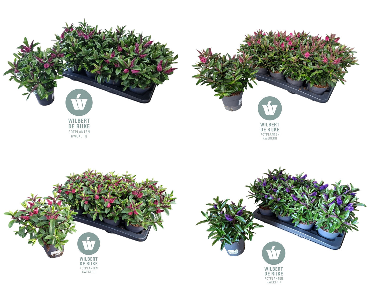 Hebe franciscana mix 25cm 12cm Pot