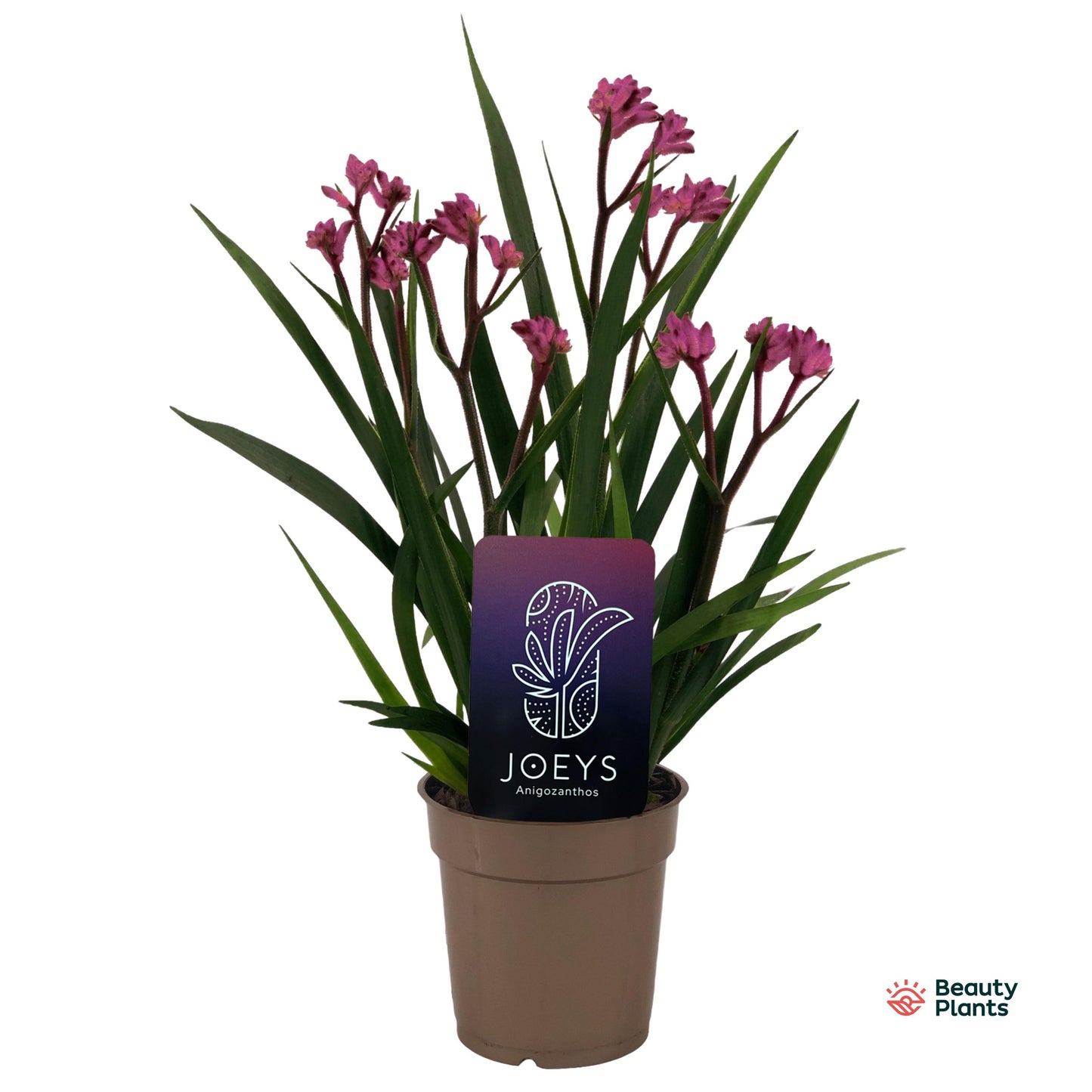 Beauty Plants Anigozanthos Beauty Pink Pack of 10
