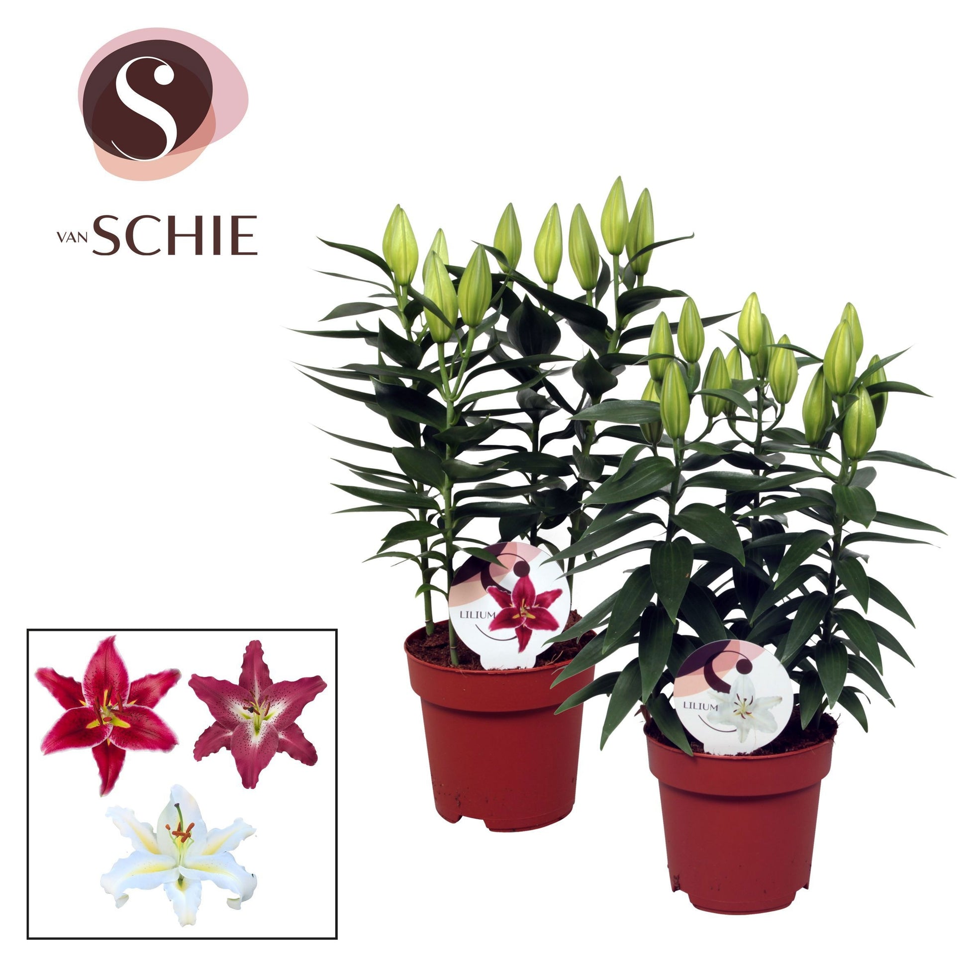 Lilium oriental mix 50cm 17cm Pot