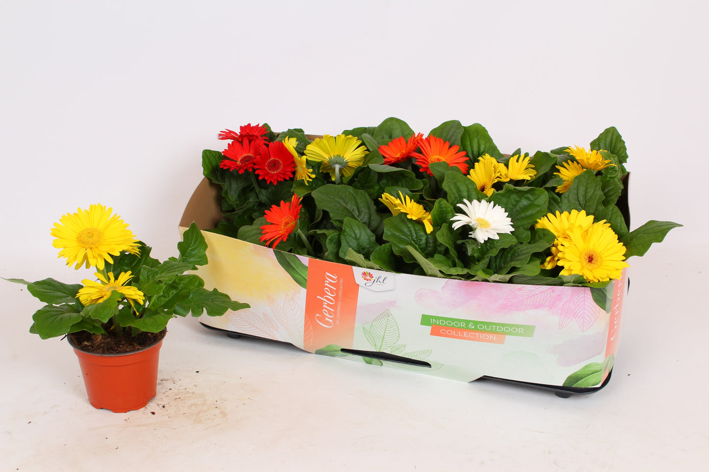 Gerbera Open Air mix 30cm 12cm Pot