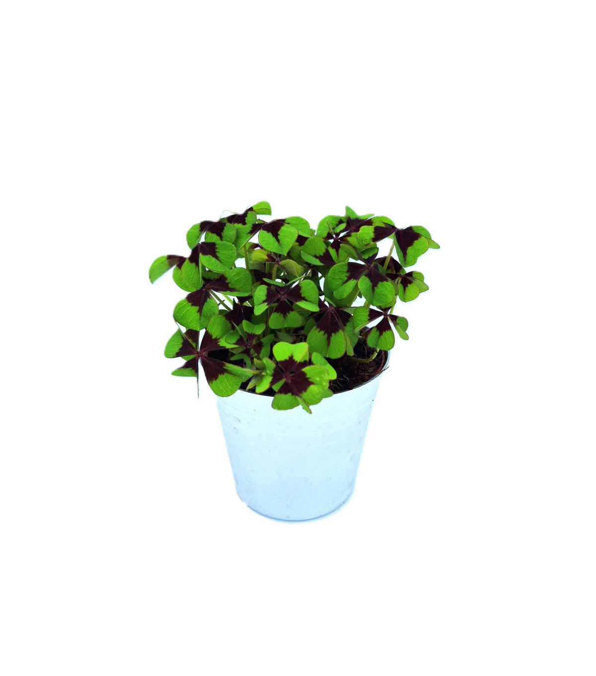 Oxalis deppei 15cm 9cm Pot