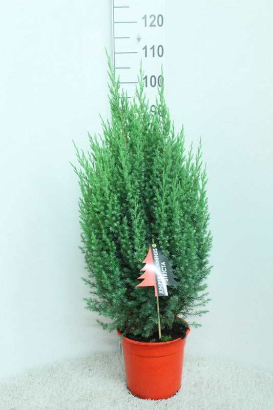 Juniperus Stricta 110cm 24cm Pot