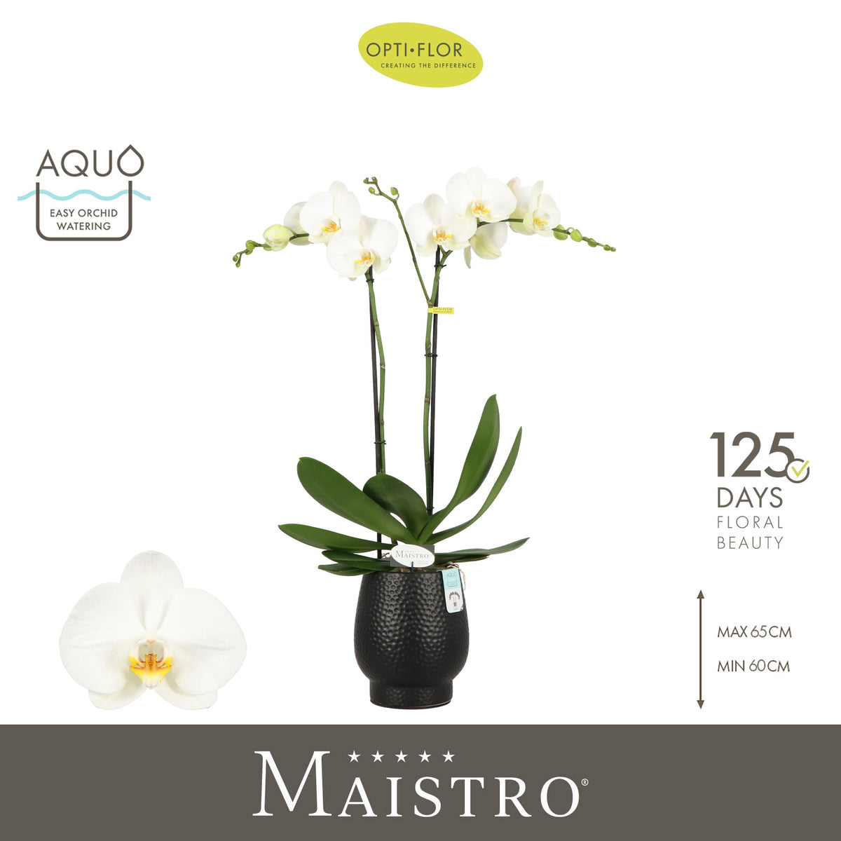 Phalaenopsis white 60cm 12cm Pot