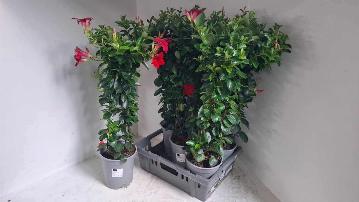 Meeslouwer, Kwekerij Mandevilla Red Pack of 1
