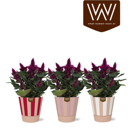 Celosia argentea Intenz+ 30cm 12cm Pot