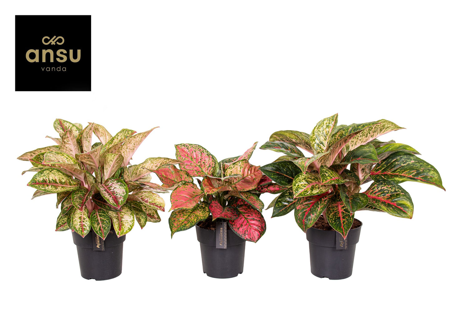 Aglaonema mix Exclusive 45cm 19cm Pot