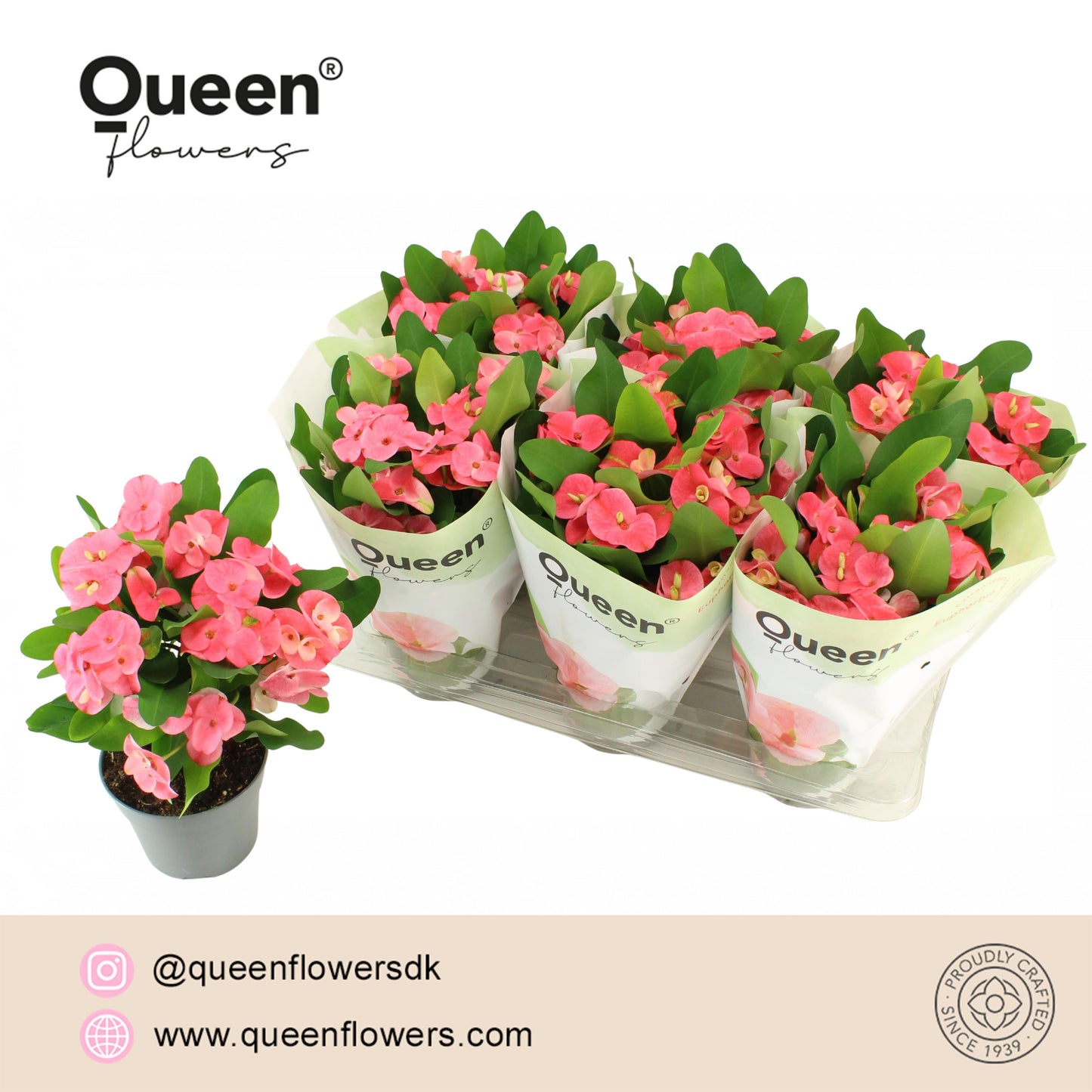 Pligt Professionals BV Euphorbia milii Charlotte Pack of 6