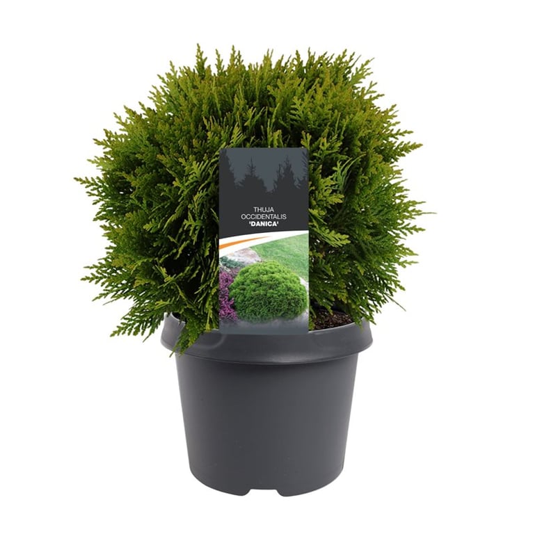 Thuja occidentalis Danica 30cm 19cm Pot