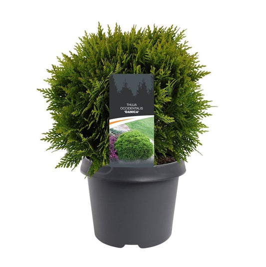 Thuja occidentalis Danica 30cm 19cm Pot