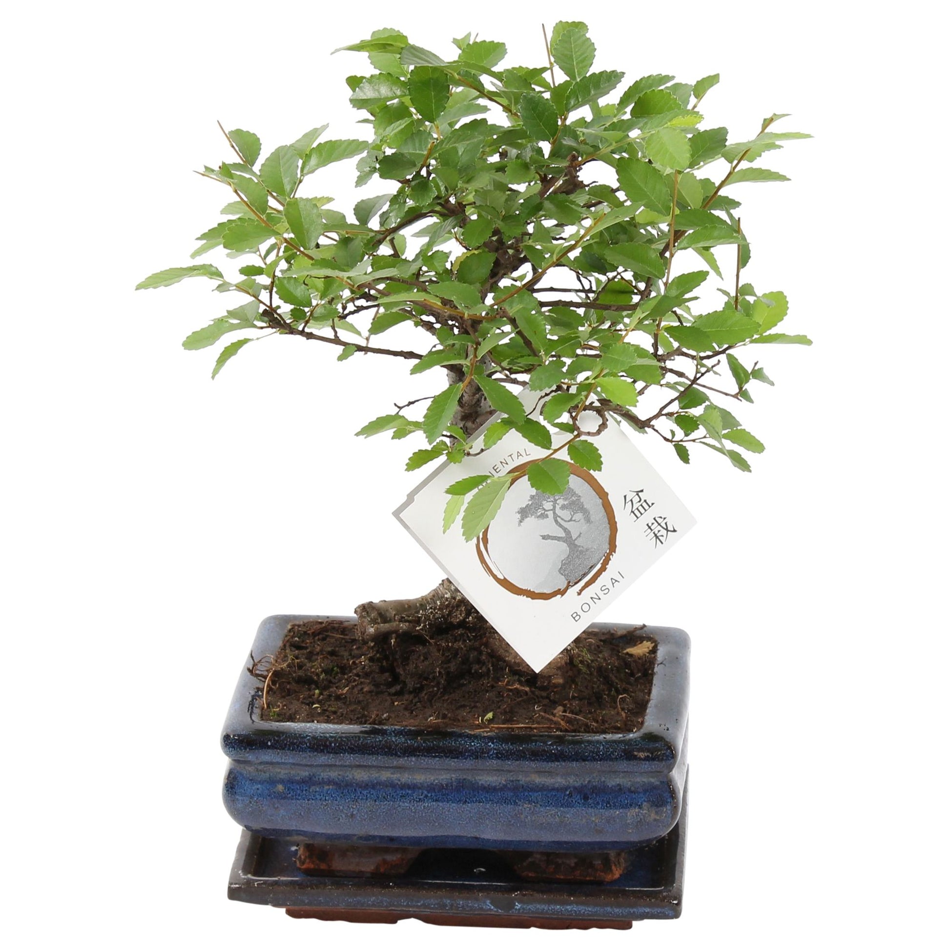 Zelkova sp. Bonsai 25cm 15cm Pot