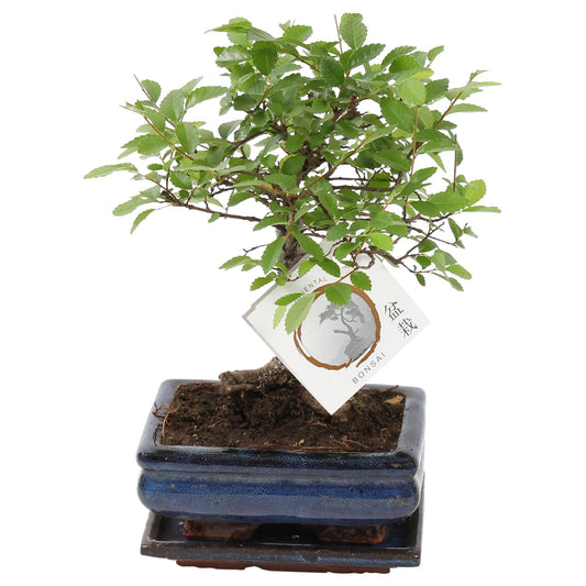 Zelkova sp. Bonsai 25cm 15cm Pot
