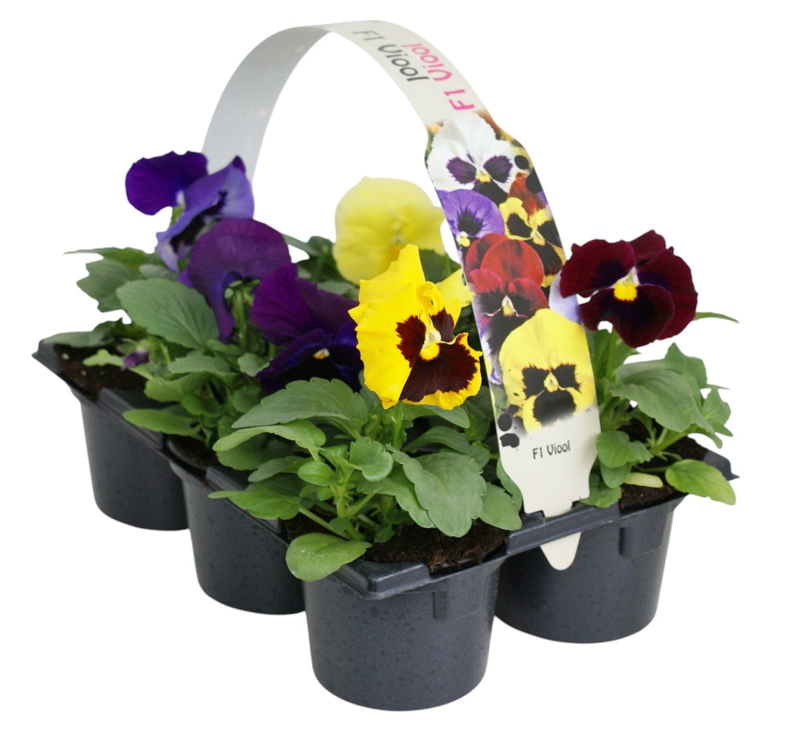 Viola F1 hybrid mix 12cm 9cm Pot