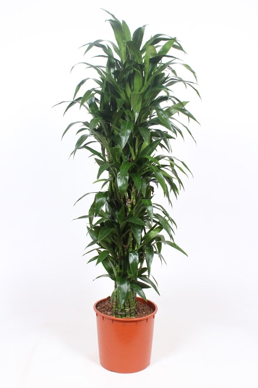 Dracaena fragrans Janet Craig 180cm 34cm Pot