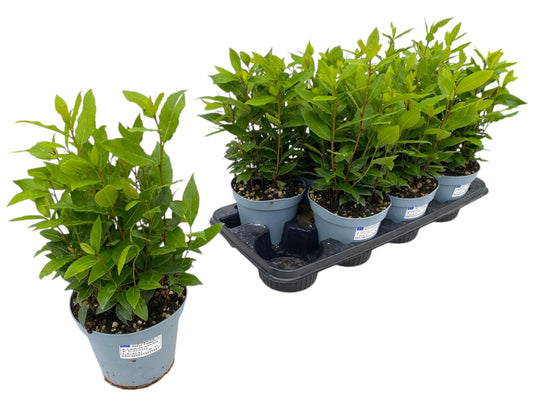 Laurus nobilis 35cm 14cm Pot