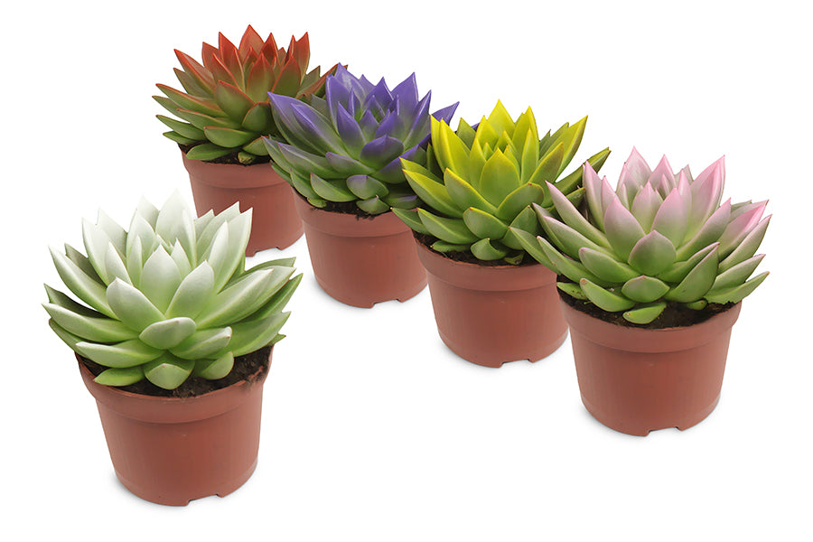 Amigo Plant VOF Echeveria colored festival mix Pack of 10