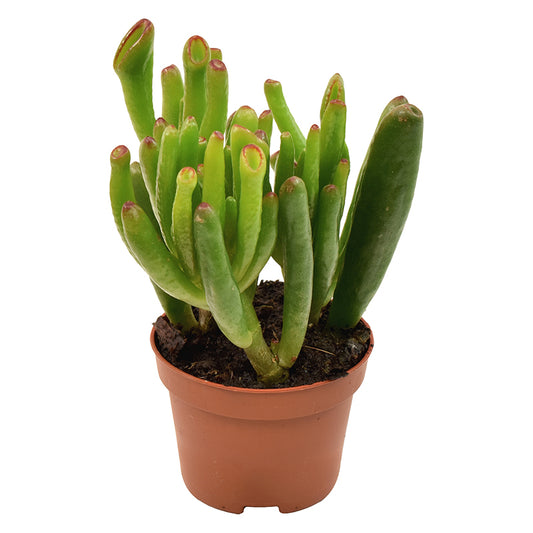 Crassula Hobbit 11cm 6cm Pot