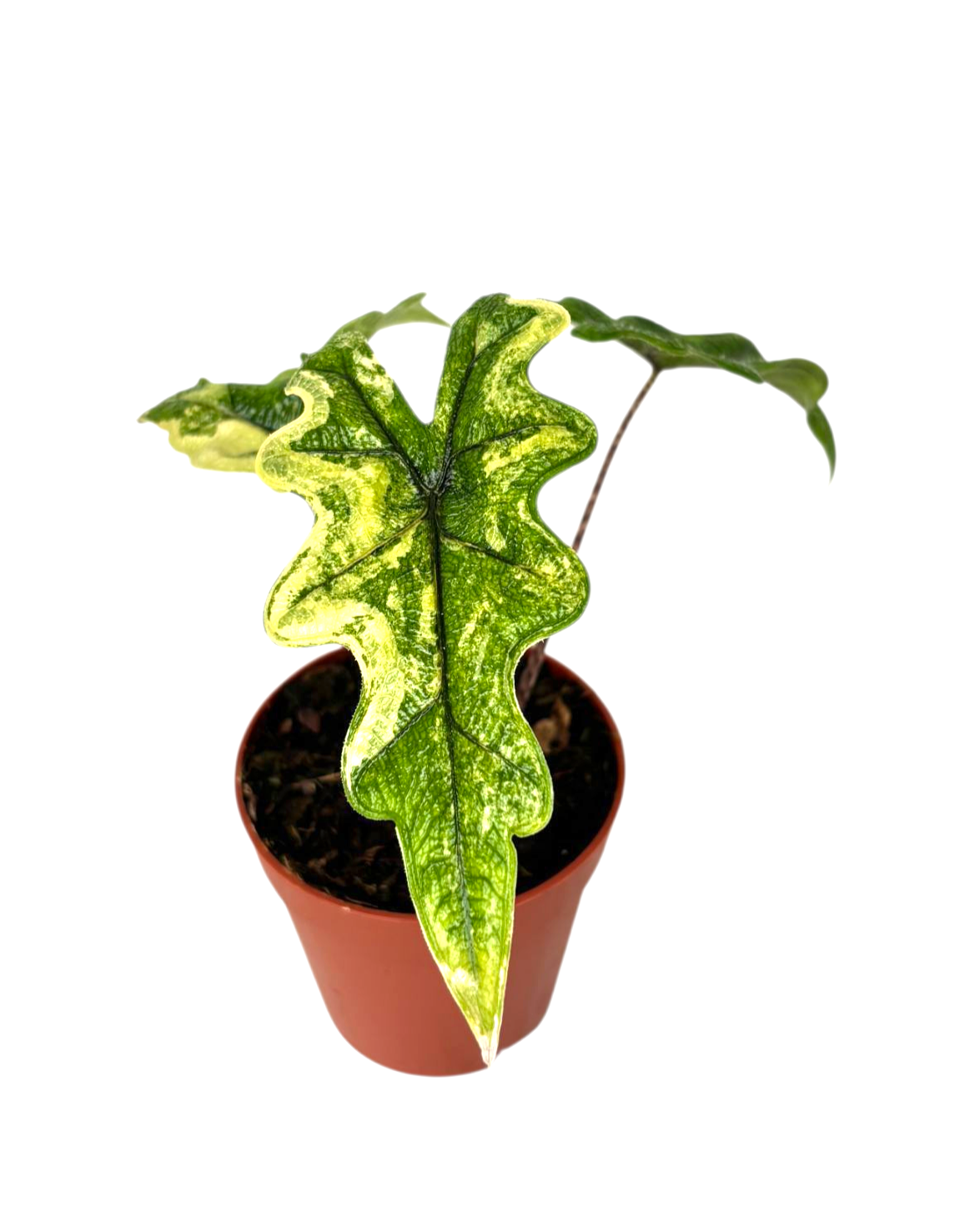 Alocasia Jacklyn 15cm 7cm Pot