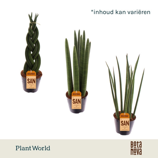 Sansevieria mix 20cm 8.5cm Pot