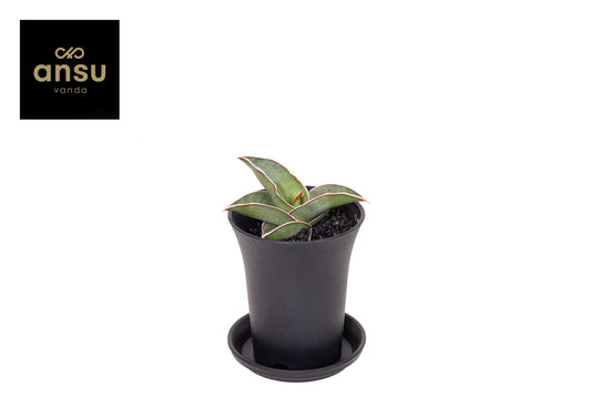 Ansu Sansevieria Almond Silver Pack of 9