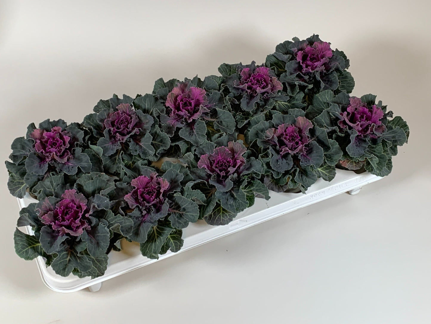 Brassica glad rood 20cm 510cm Pot