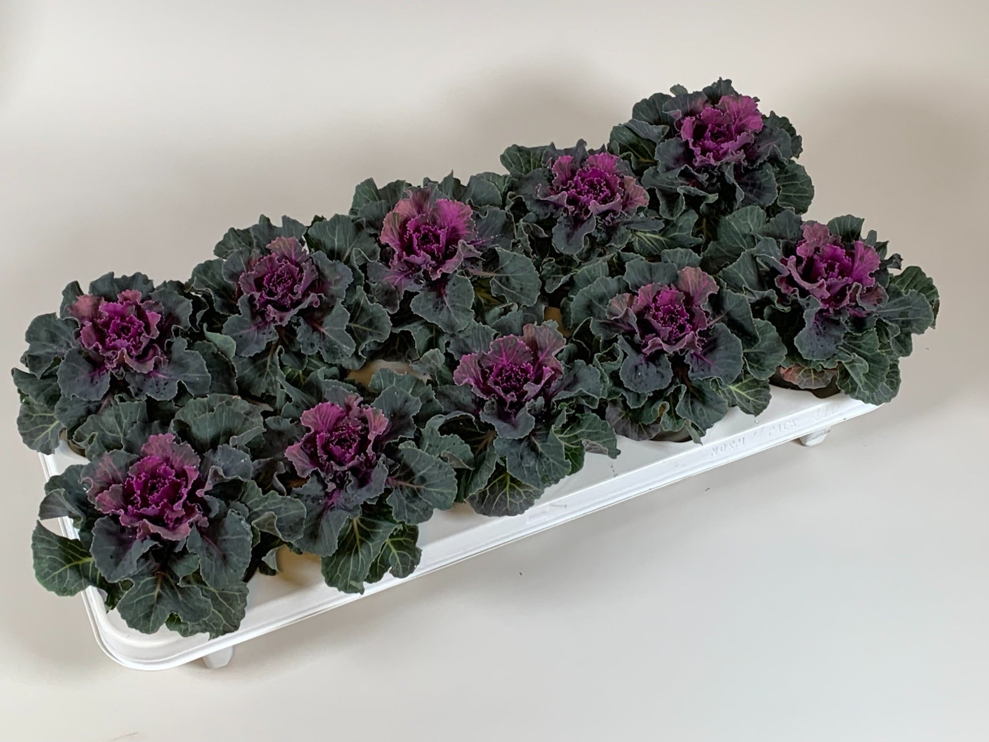 Brassica glad rood 20cm 510cm Pot