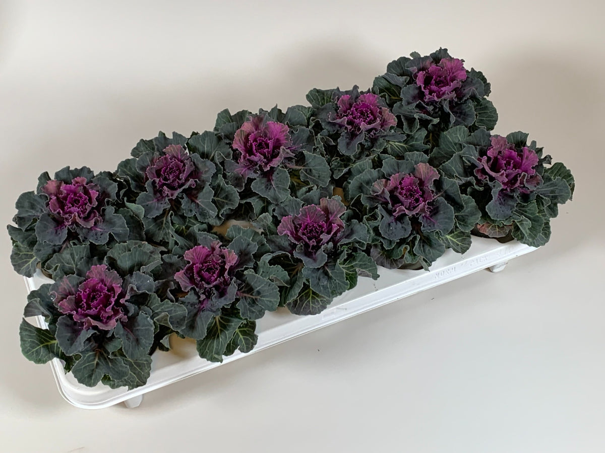 Brassica glad rood 20cm 10.5cm Pot