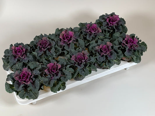 Brassica glad rood 20cm 10.5cm Pot