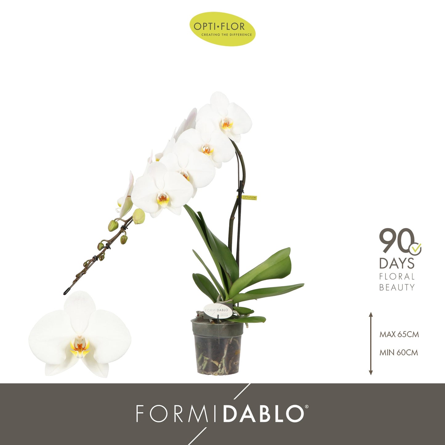 Phalaenopsis Formidablo white 60cm 12cm Pot