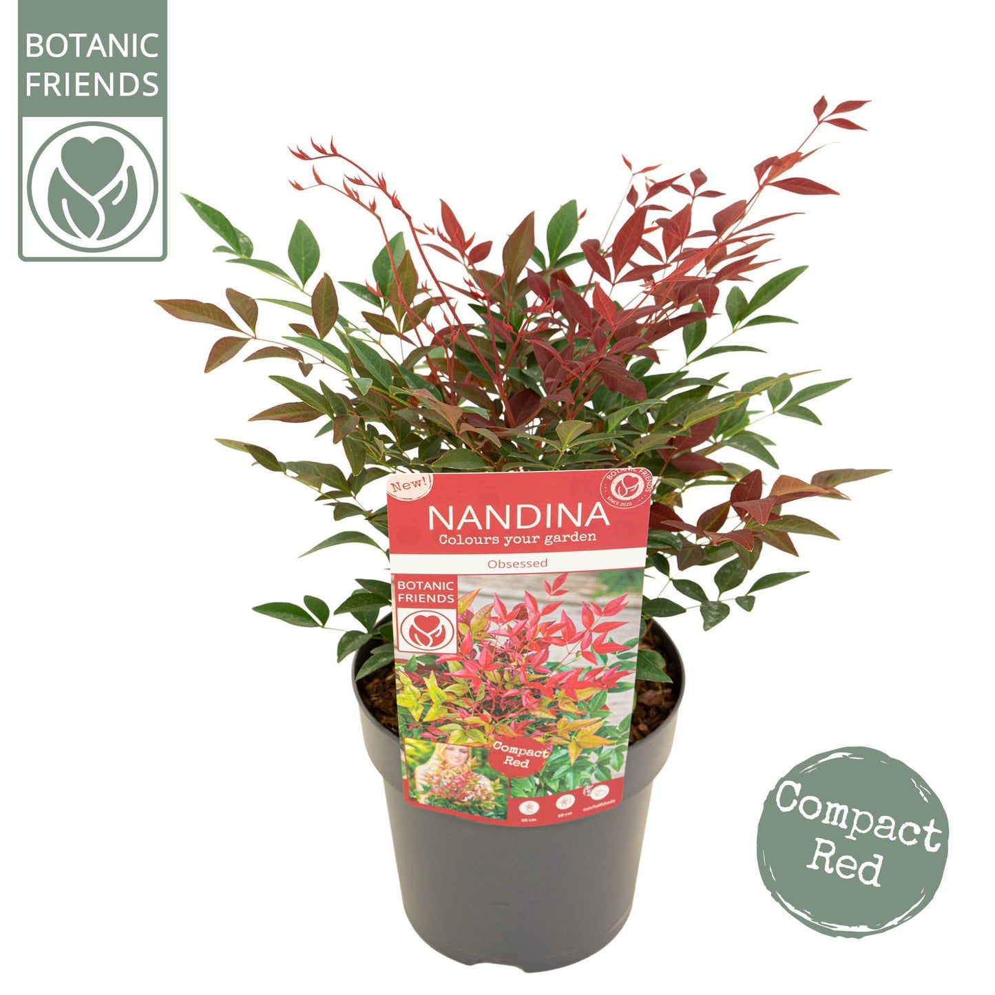Son en Koot Plant Nandina domestica Obsessed Pack of 6