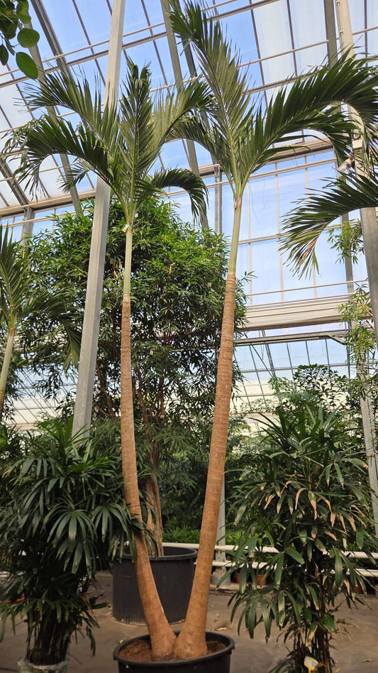 Carludovica palmata 600cm 96cm Pot
