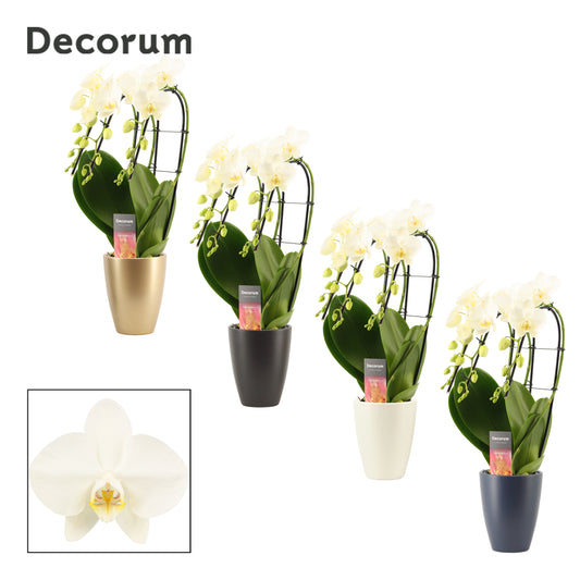 Phalaenopsis white 50cm 12cm Pot