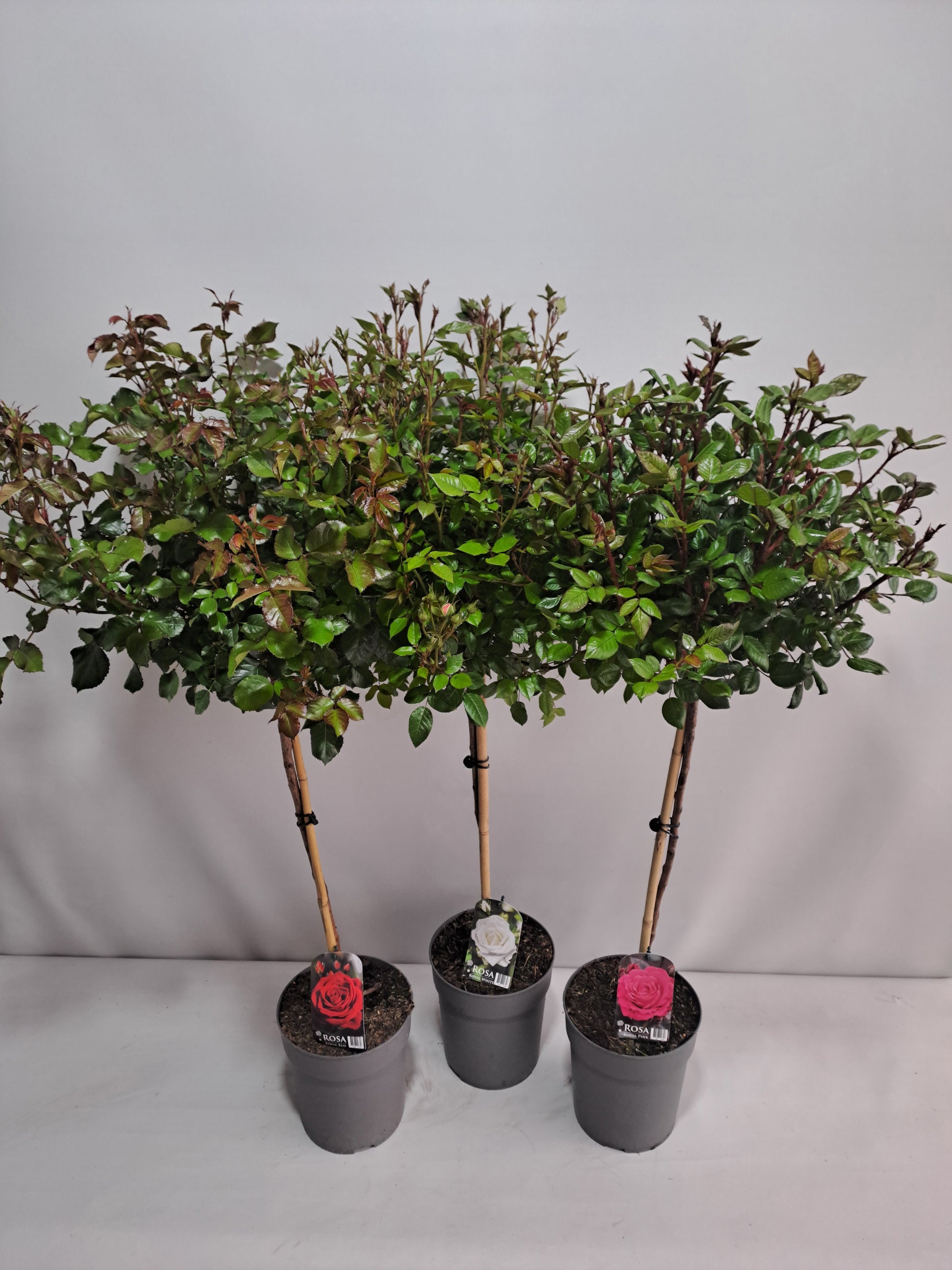 Roses standard mix 140cm 23cm Pot