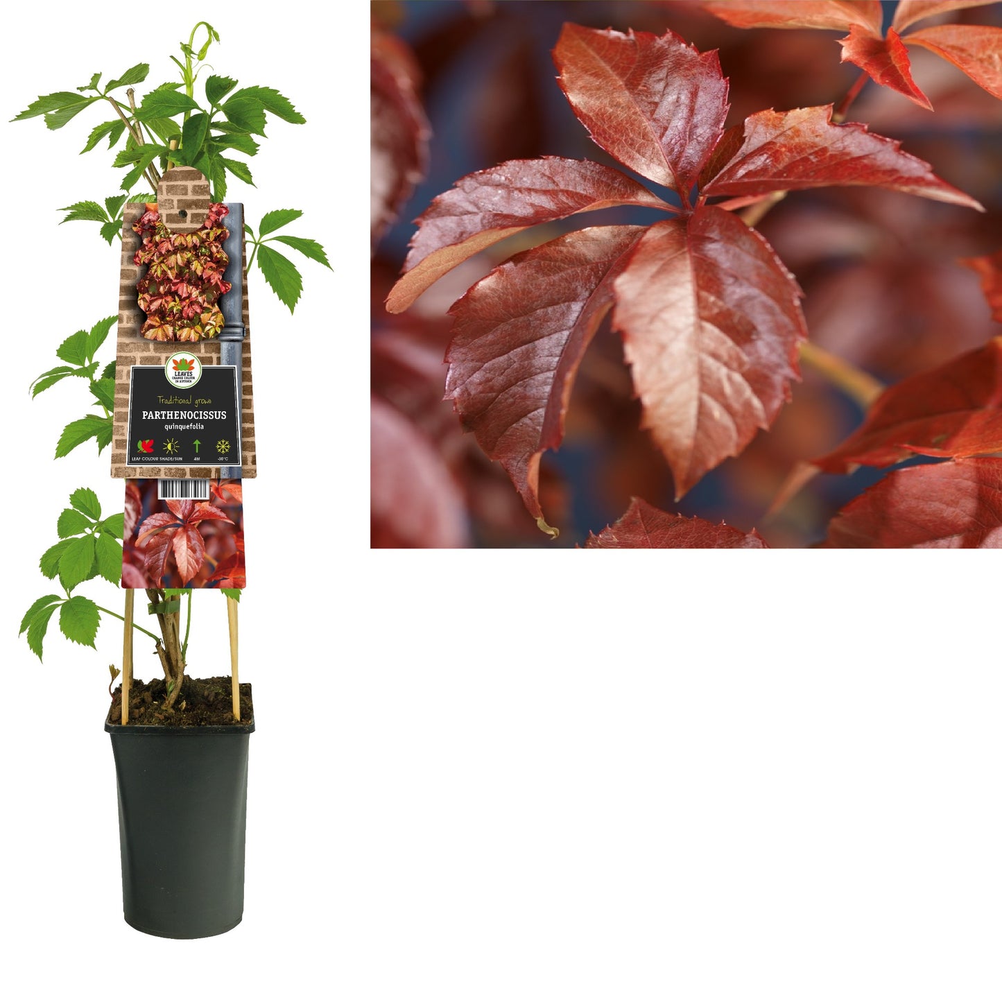 Starre BV, van der Parthenocissus mix Pack of 4