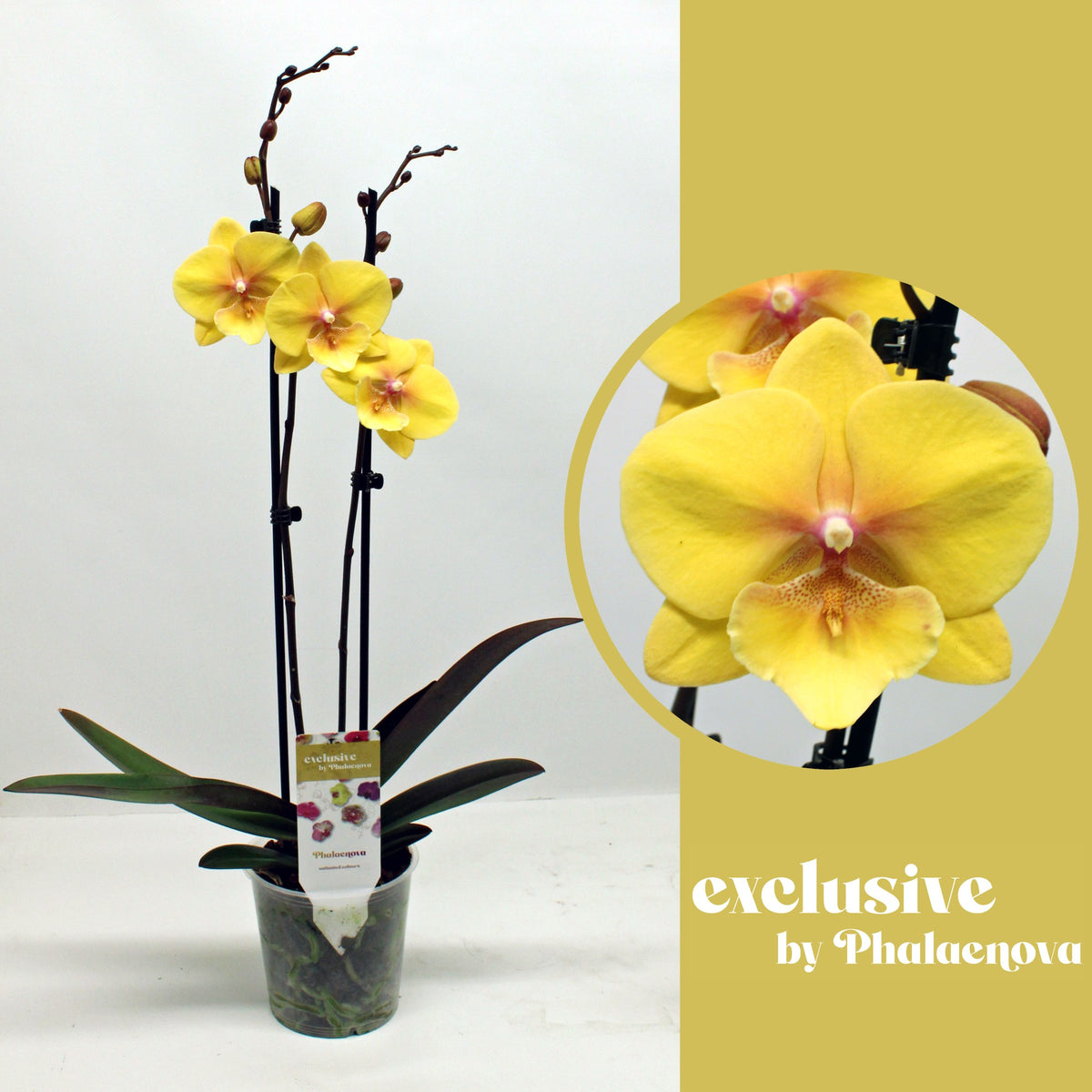 Phalaenopsis yellow 65cm 12cm Pot