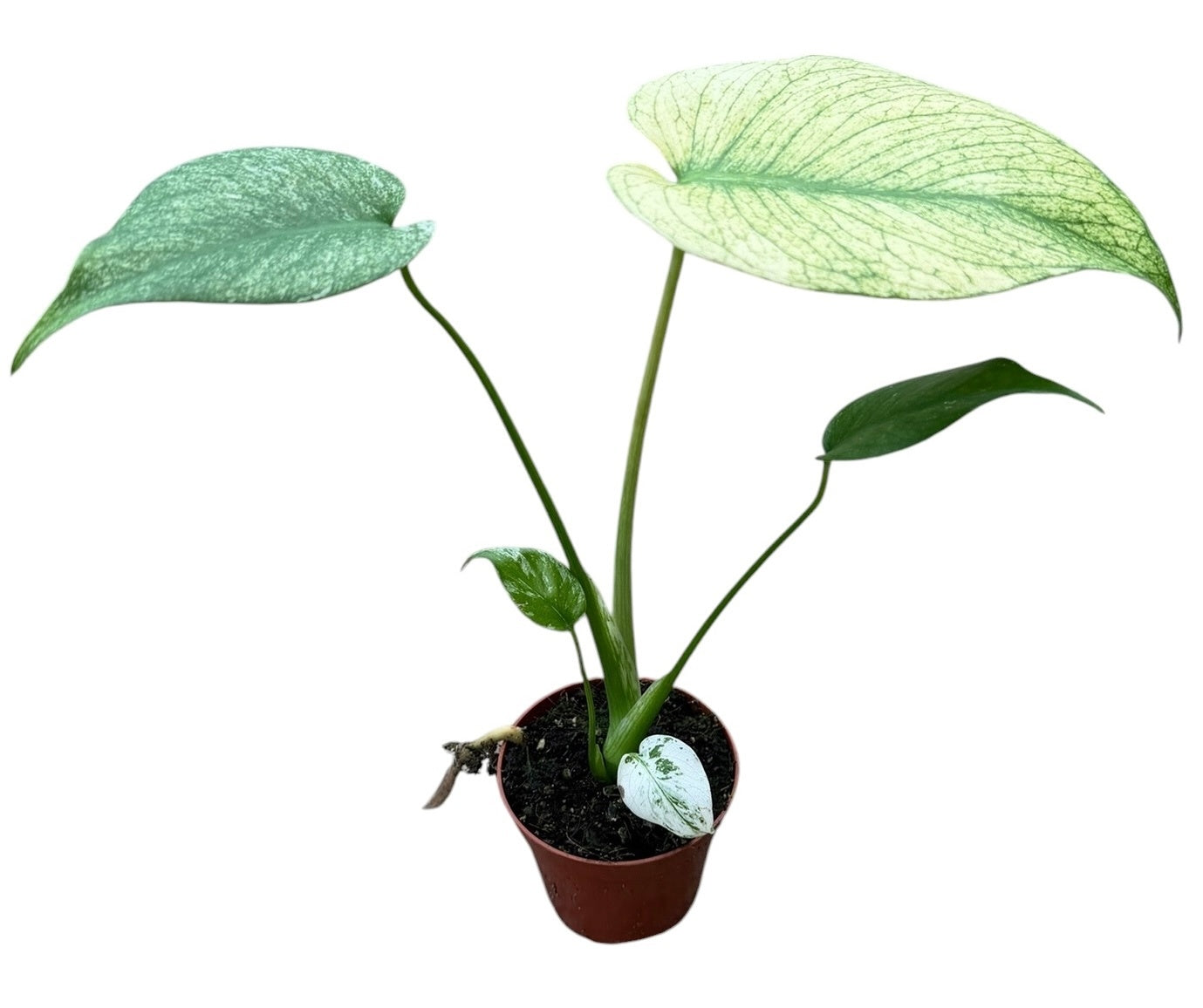 Monstera Variegated 10cm 8cm Pot
