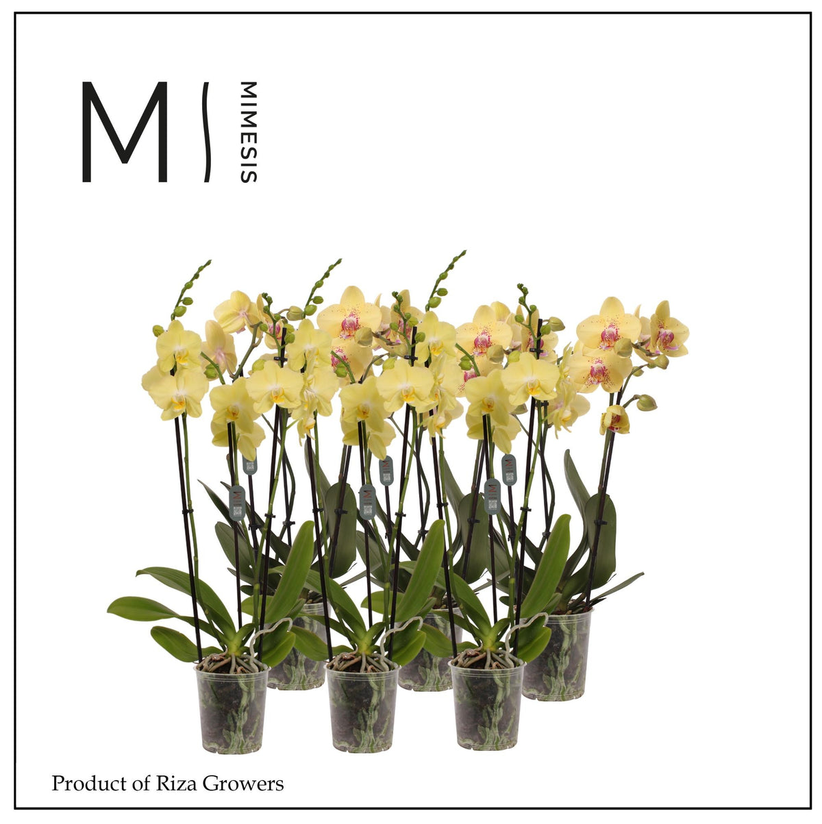 Phalaenopsis yellow 50cm 12cm Pot