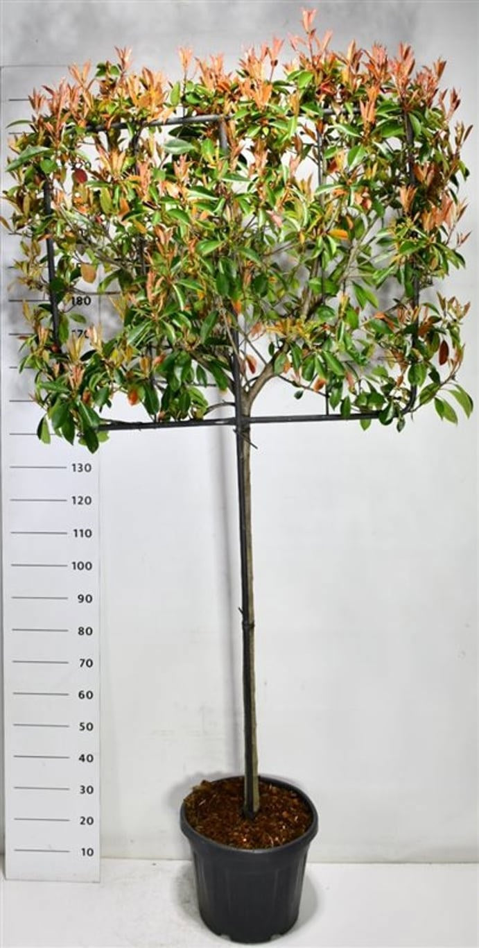 Photinia Little Red Robin 250cm 40cm Pot