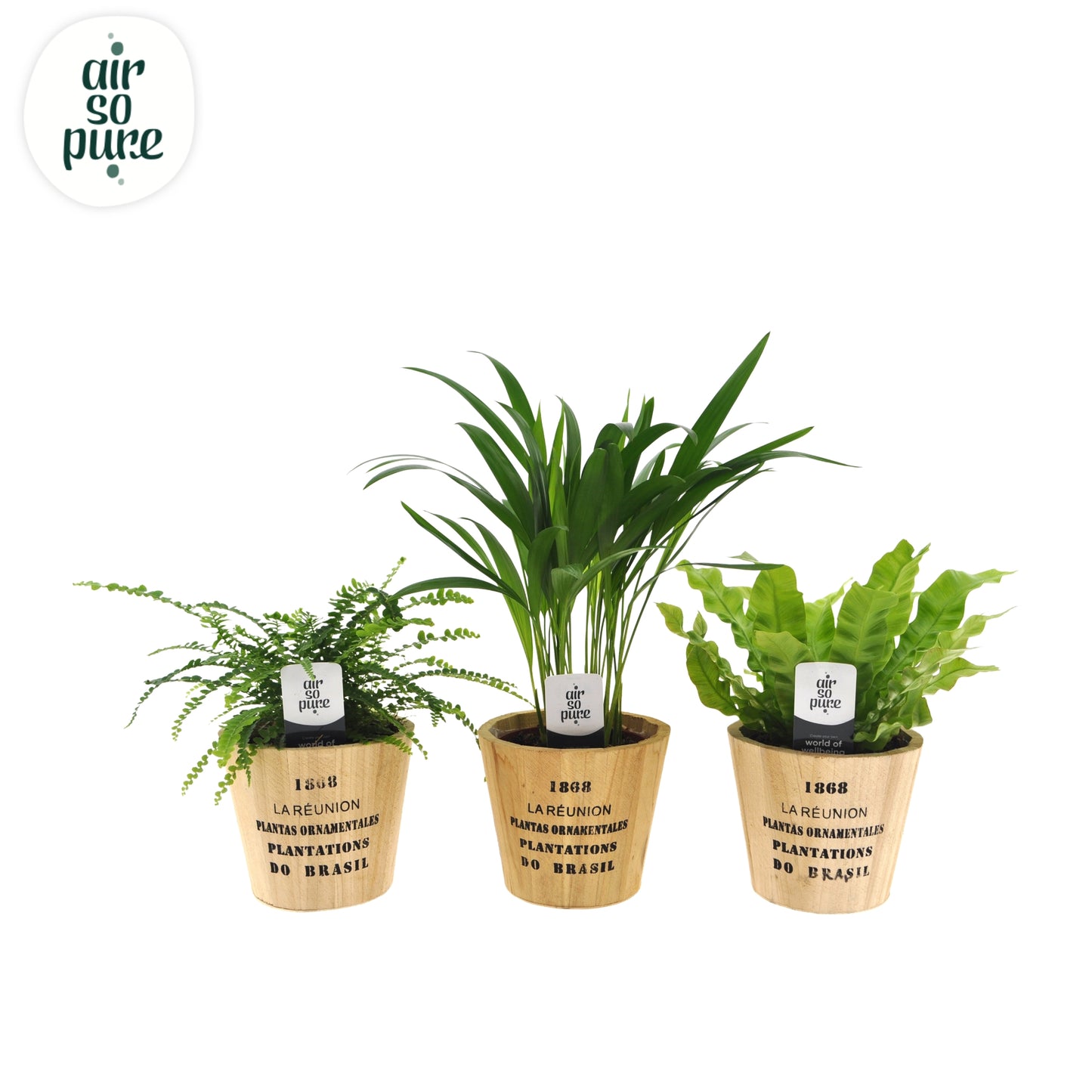 Foliage houseplants mix 25cm 12cm Pot