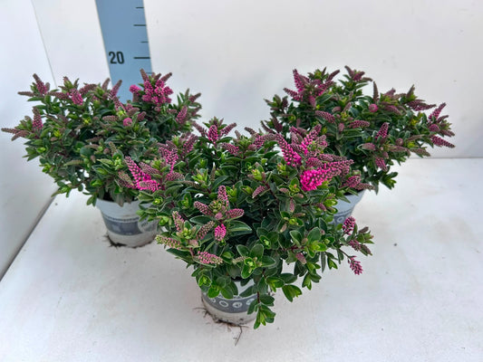 Hebe All Blooms pink 25cm 10.5cm Pot