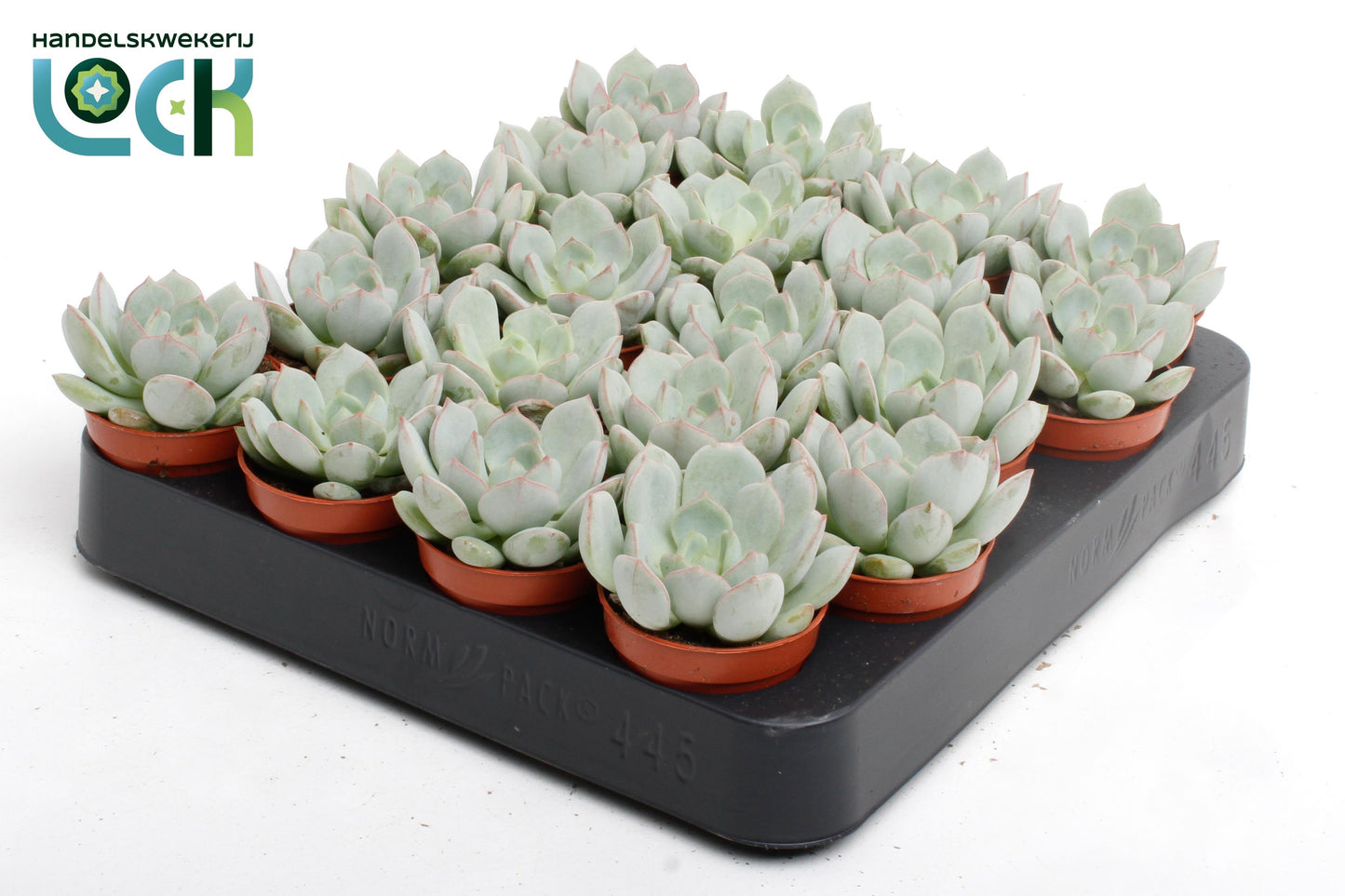 Lock, Handelskwekerij Echeveria secunda Pack of 20