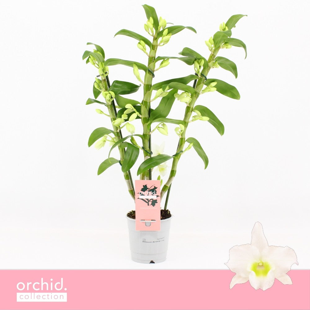 Dendrobium Apollon 65cm 12cm Pot