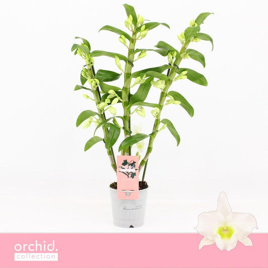 Dendrobium Apollon 65cm 12cm Pot