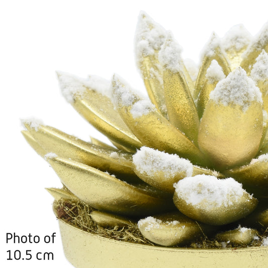 Echeveria colored gold 14cm 12cm Pot