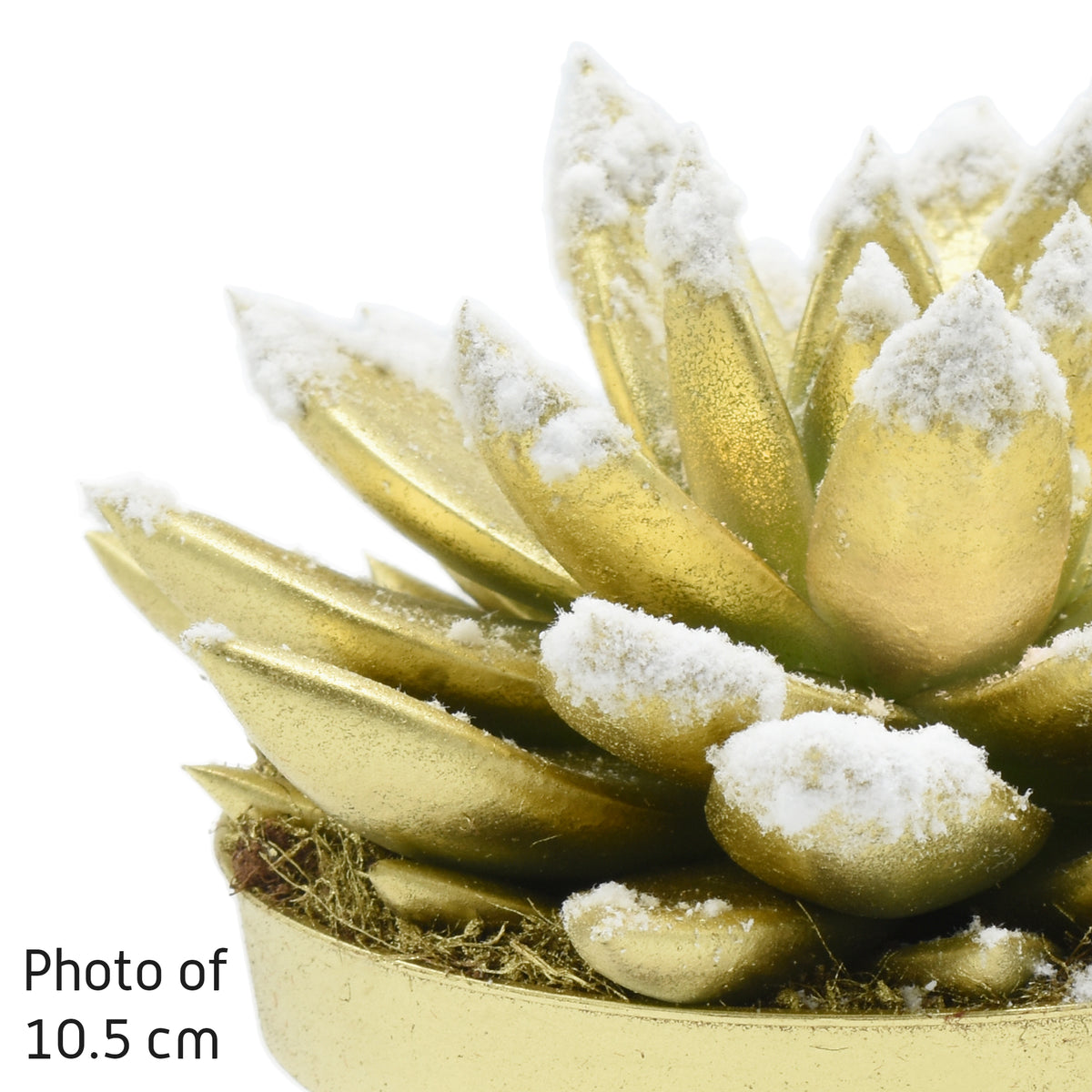 Echeveria Miranda 14cm 12cm Pot