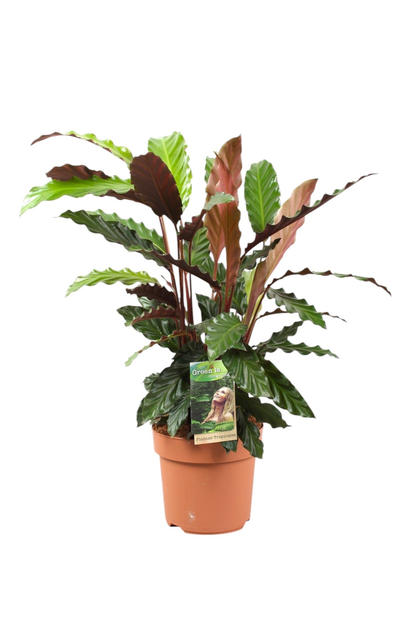 Calathea Rufibarba 55cm 17cm Pot