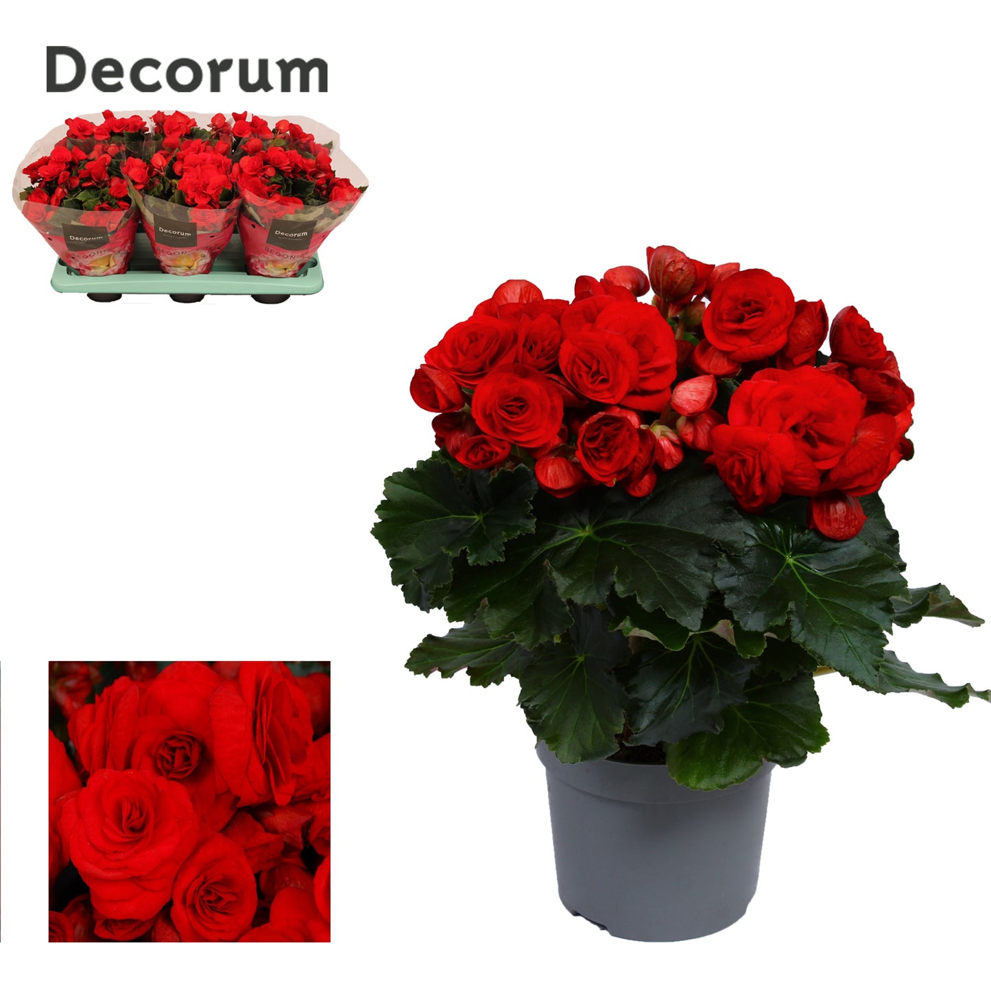 Begonia Baladin 32cm 13cm Pot