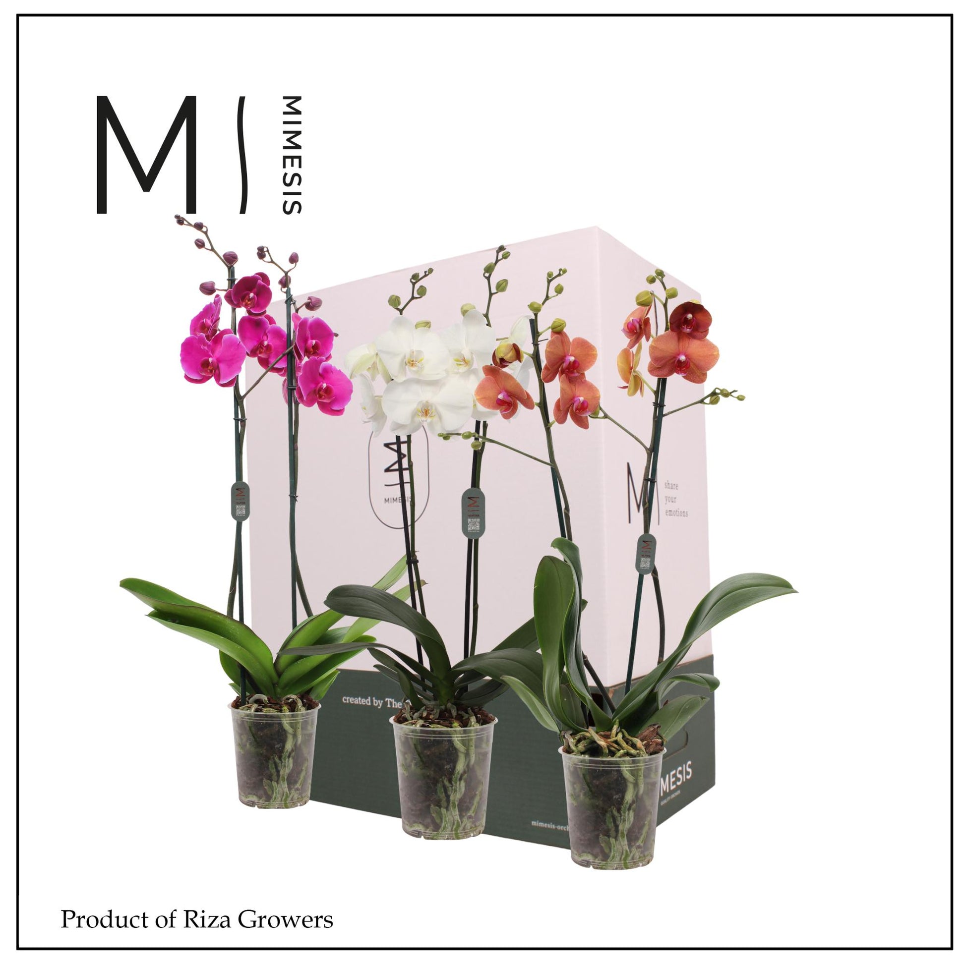 Phalaenopsis mix 70cm 12cm Pot