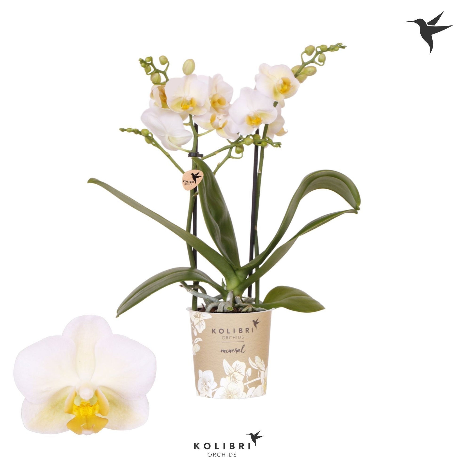 Phalaenopsis mf. Hawaii 40cm 9cm Pot