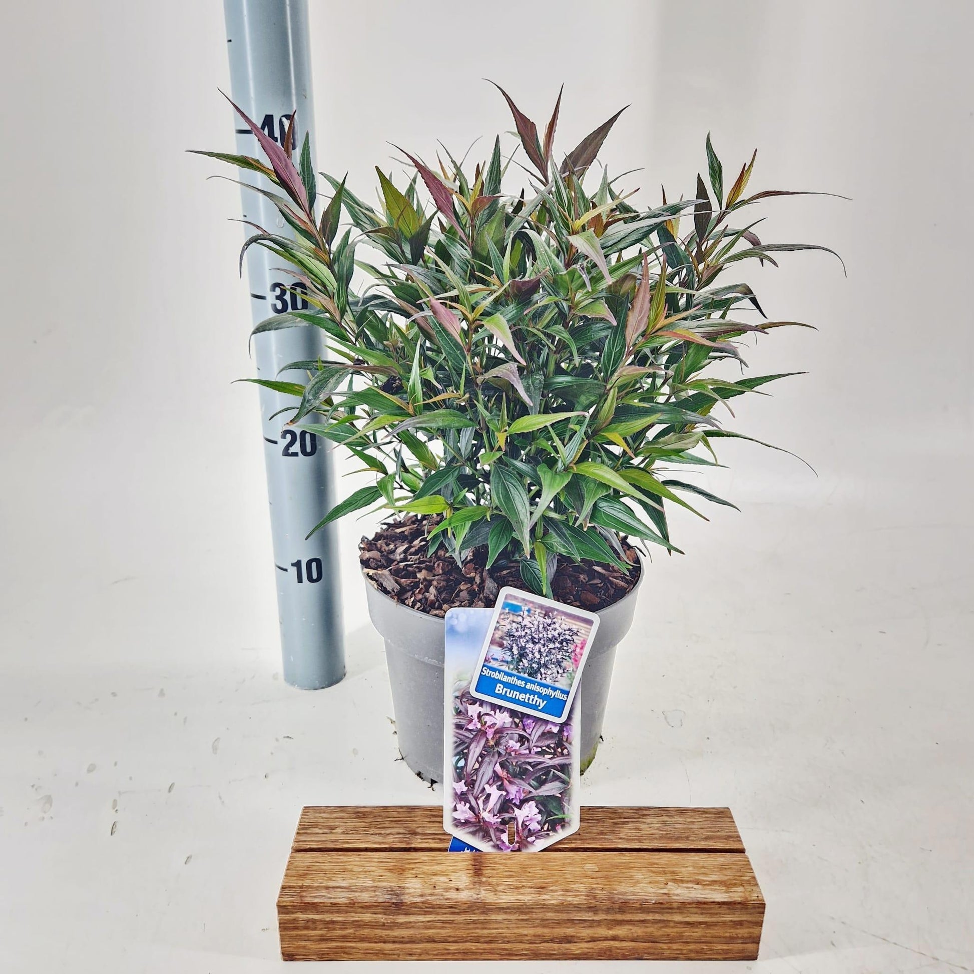 Strobilanthes atropurpureus 40cm 19cm Pot