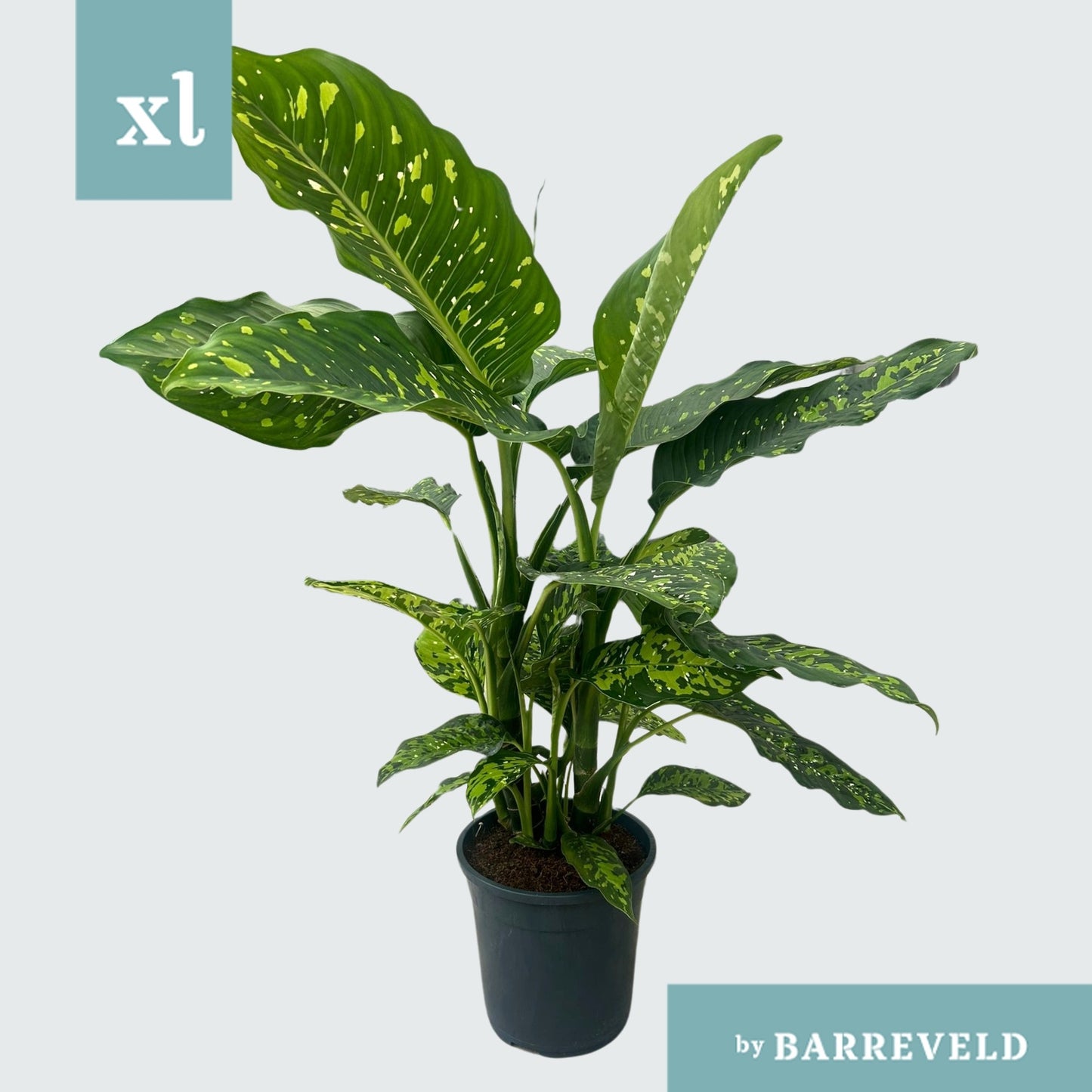 Dieffenbachia Spotty 90cm 24cm Pot
